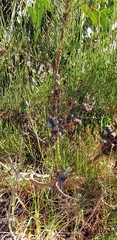 Allocasuarina muelleriana