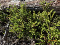 Veronica vernicosa