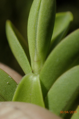 Veronica vernicosa