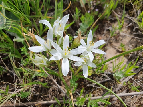 Image of Ornithogalum baeticum by (c) Mehdi Chetibi, some rights reserved (CC BY)