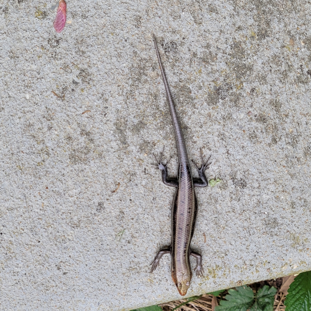 Common Five-lined Skink from Hughesville, MD 20637, USA on April 30 ...