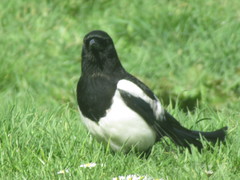 Pica pica