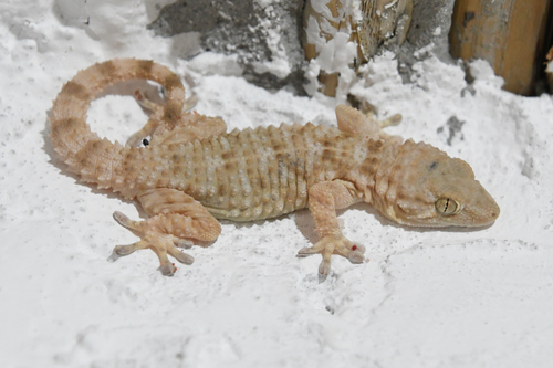 Desert Wall Gecko, Tarentola deserti
