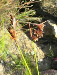 Staberoha vaginata