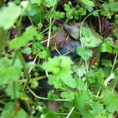 Veronica hederifolia