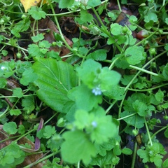 Veronica hederifolia