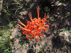 Nerine sarniensis