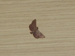 Hypsopygia pelasgalis