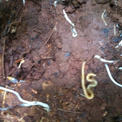 Haplophilus subterraneus