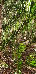 Acacia provincialis
