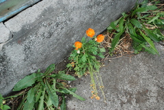 Papaver croceum