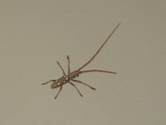 Olenecamptus bilobus