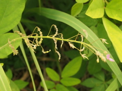 Alysicarpus ovalifolius