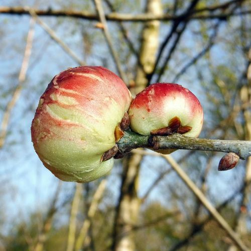 Oak Apple Gall Wasp
