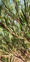 Acacia provincialis