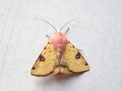 Heliothis flavigera