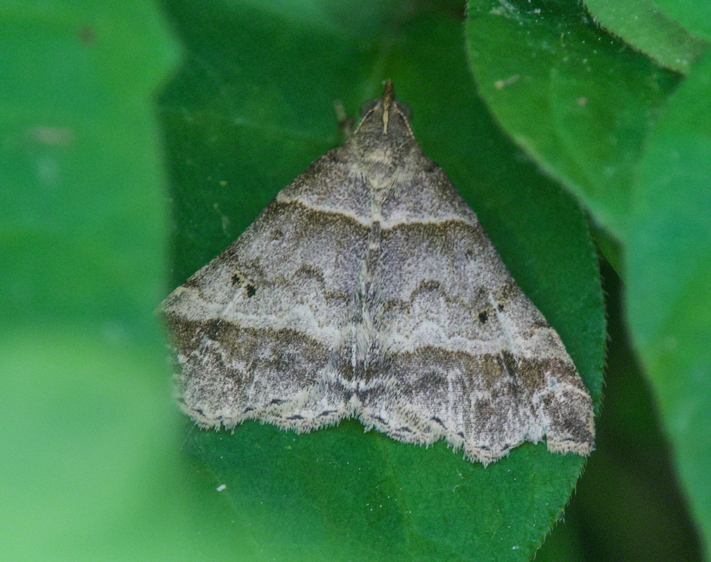 Dark-banded Owlet from Powhatan County, VA, USA on April 30, 2024 at 04 ...