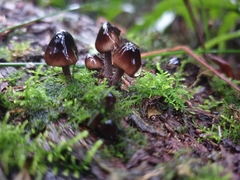 Mycena mulawaestris