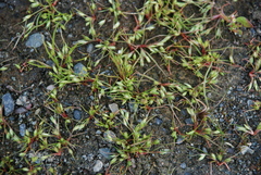 Juncus ranarius