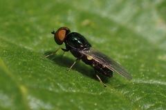 Microchrysa polita