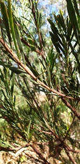 Acacia provincialis