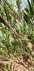 Acacia provincialis