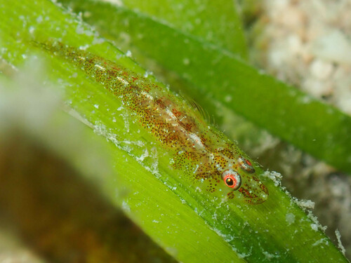 Bilobed ghostgoby (Pleurosicya bilobata) — Gobiidae — 5