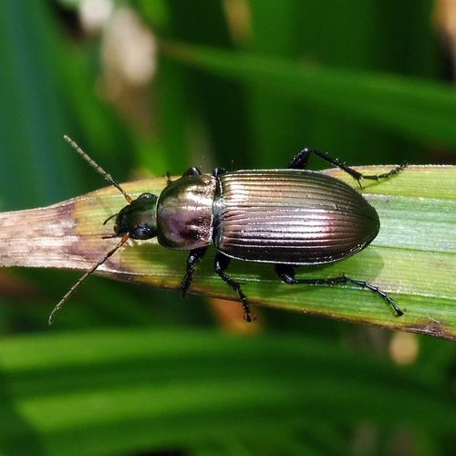 Copper Greenclock Beetle