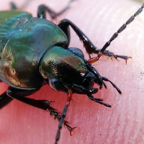 Copper Greenclock Beetle