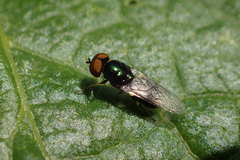Microchrysa polita