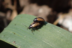 Phyllotreta armoraciae