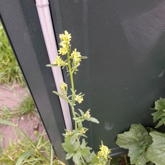 Barbarea vulgaris