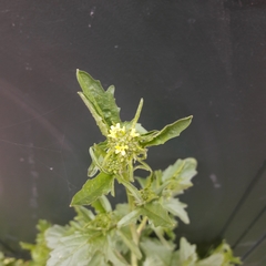 Barbarea vulgaris