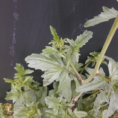 Barbarea vulgaris