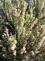Erica axillaris