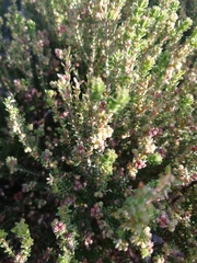 Erica axillaris