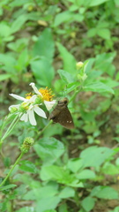 Caltoris cahira austeni