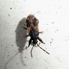 Taphropeltus contractus