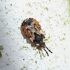 Aradus depressus