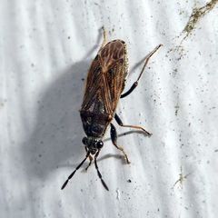 Peritrechus geniculatus