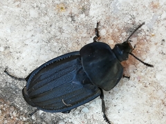 Silpha puncticollis