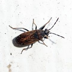 Peritrechus geniculatus