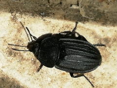 Silpha puncticollis