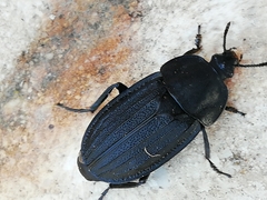 Silpha puncticollis