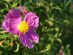 Cistus creticus eriocephalus