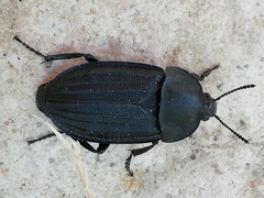 Silpha puncticollis