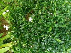 Tabernaemontana divaricata