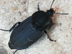 Silpha puncticollis