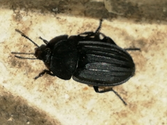 Silpha puncticollis