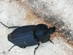 Silpha puncticollis
